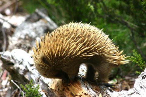 Cradle Mountain Love Shack - Accommodation in Bendigo 22