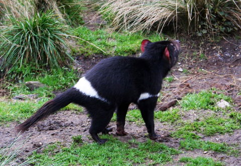 Cradle Mountain Love Shack - Accommodation in Bendigo 18