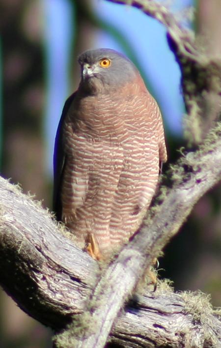 Cradle Mountain Love Shack - Accommodation in Bendigo 13