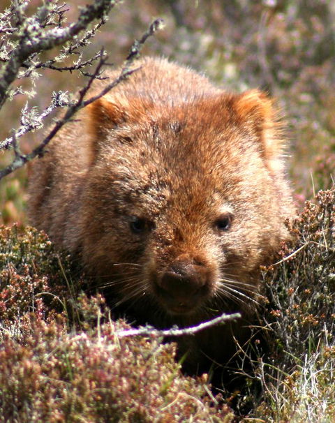 Cradle Mountain Love Shack - Accommodation in Bendigo 24