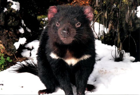 Cradle Mountain Love Shack - Accommodation in Bendigo 17