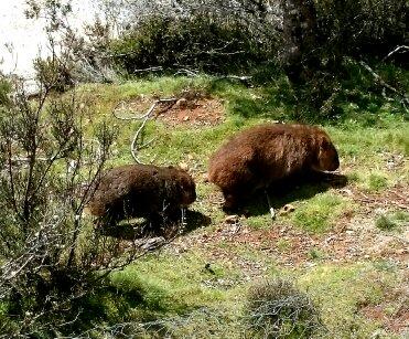 Cradle Mountain Love Shack - Accommodation in Bendigo 26