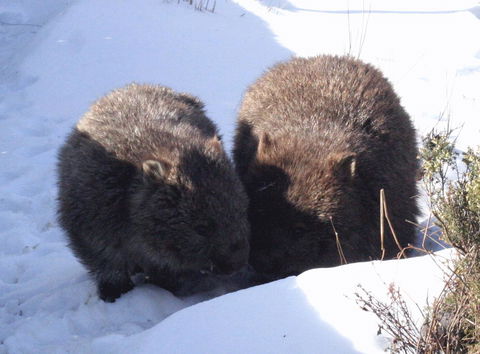 Cradle Mountain Love Shack - Accommodation in Bendigo 25