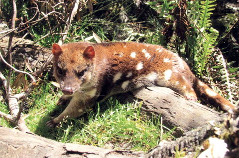 Cradle Mountain Love Shack - Accommodation in Bendigo 15