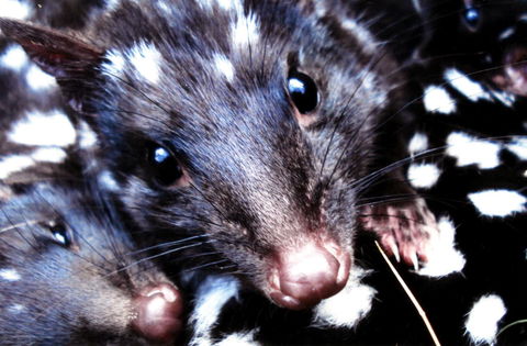 Cradle Mountain Love Shack - Accommodation in Bendigo 20