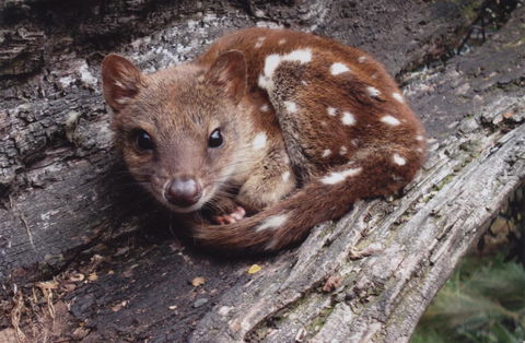 Cradle Mountain Love Shack - Accommodation in Bendigo 19