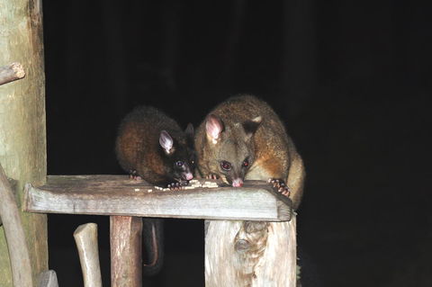 Cradle Mountain Love Shack - Accommodation in Bendigo 14