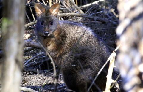 Riverwalk B&B - Accommodation in Bendigo 24