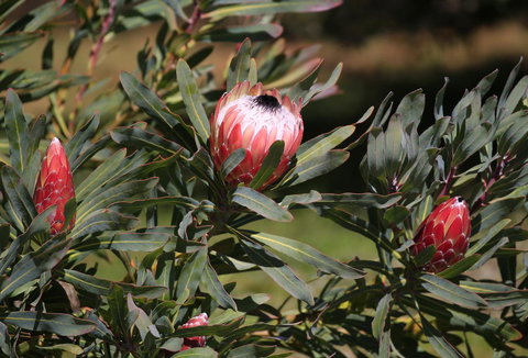 Riverwalk B&B - Accommodation in Bendigo 18