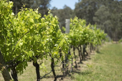 Nu Leaf Retreat - Accommodation in Bendigo 2
