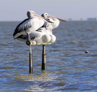 Pelican Perch Retreat - Accommodation in Bendigo