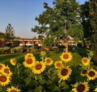 Quirindi Sunflower Motor Inn - Accommodation in Bendigo