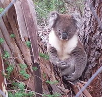 Stringybark Hills Retreat - Accommodation in Bendigo