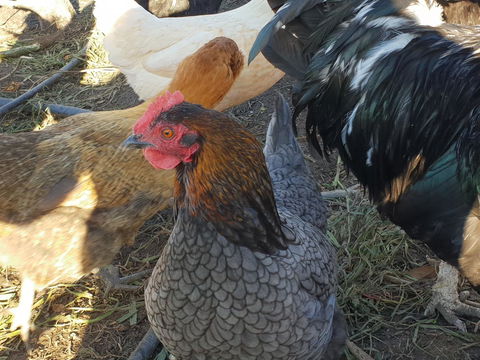 Lockleigh Park - Accommodation in Bendigo 27