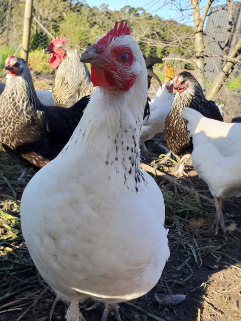 Lockleigh Park - Accommodation in Bendigo 26