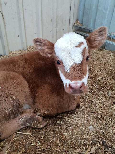 Lockleigh Park - Accommodation in Bendigo 25