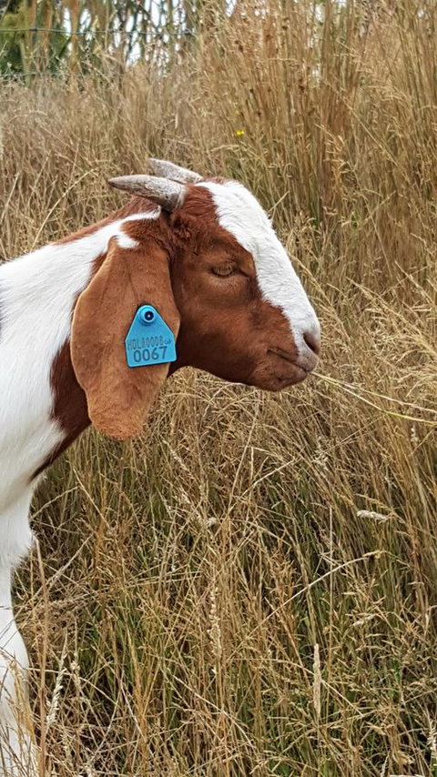 Hazelcreek Cottages - Accommodation in Bendigo 30