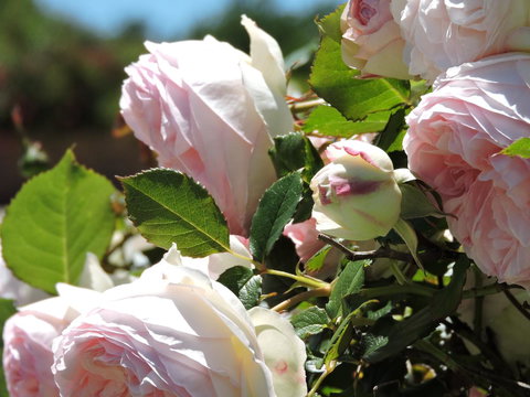 Hazelcreek Cottages - Accommodation in Bendigo 29