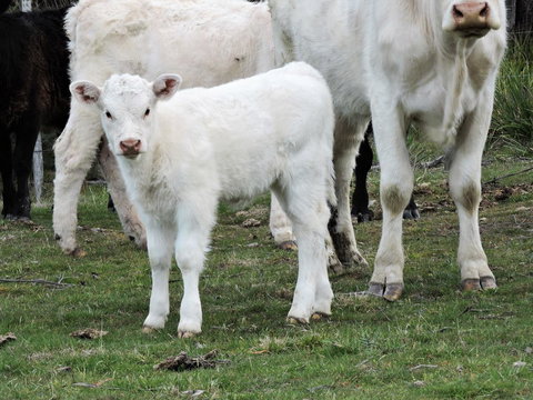 Hazelcreek Cottages - Accommodation in Bendigo 32