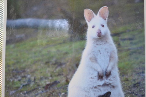 Captain Cook Holiday Park - Accommodation in Bendigo 22