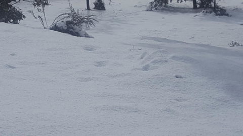 Cradle Alpine Retreat - Accommodation in Bendigo 35