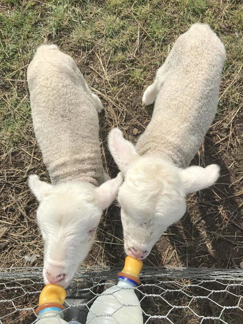 Taras Richmond Farmstay - Accommodation in Bendigo 27