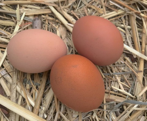 Taras Richmond Farmstay - Accommodation in Bendigo 26