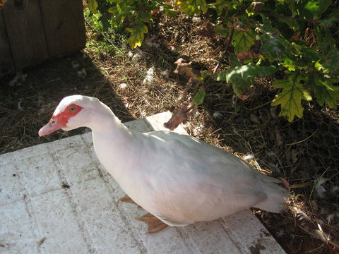 Taras Richmond Farmstay - Accommodation in Bendigo 21