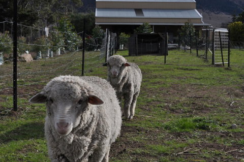 Taras Richmond Farmstay - Accommodation in Bendigo 14