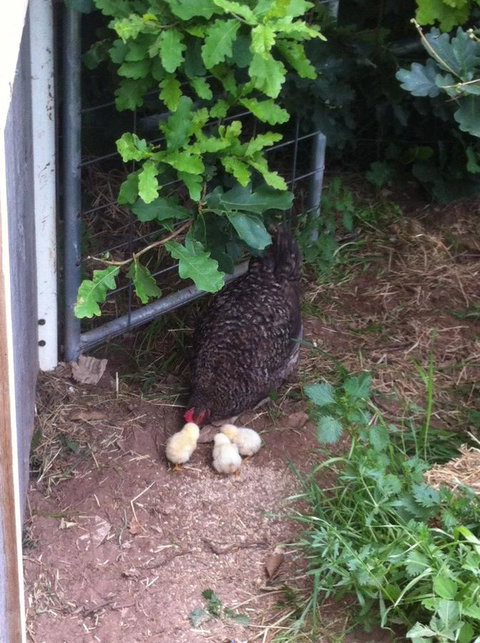 Taras Richmond Farmstay - Accommodation in Bendigo 25