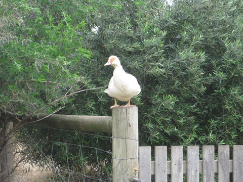 Taras Richmond Farmstay - Accommodation in Bendigo 16