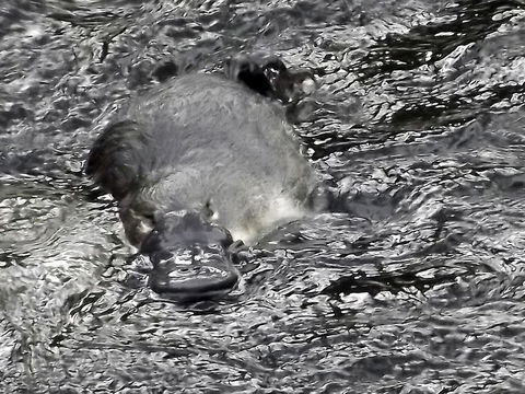 Platypus Playground Riverside Cottage - Accommodation in Bendigo 23