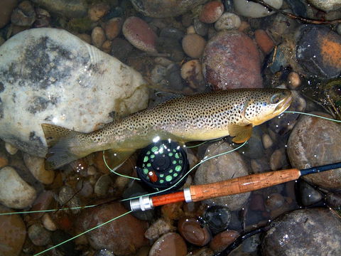 Platypus Playground Riverside Cottage - Accommodation in Bendigo 18