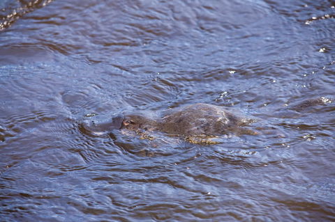 Platypus Playground Riverside Cottage - Accommodation in Bendigo 16