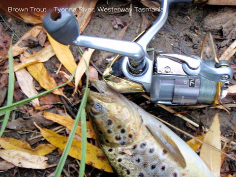 Platypus Playground Riverside Cottage - Accommodation in Bendigo 20