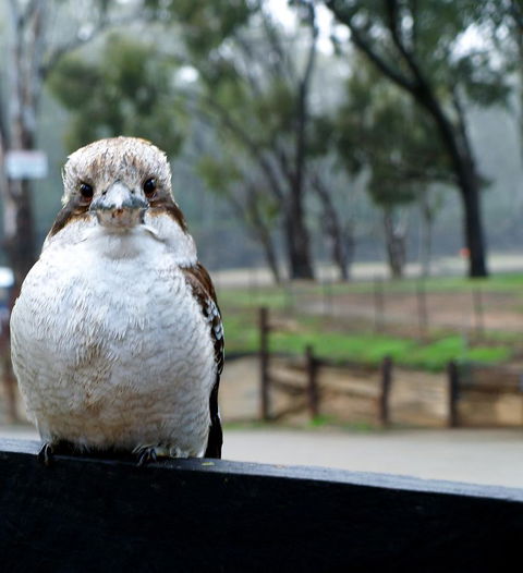 Tasman Holiday Parks - Merool On The Murray - Accommodation in Bendigo 22