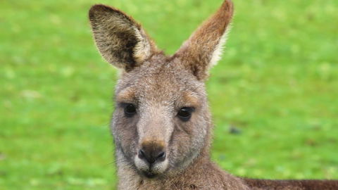 Limosa Rise - Accommodation in Bendigo 16