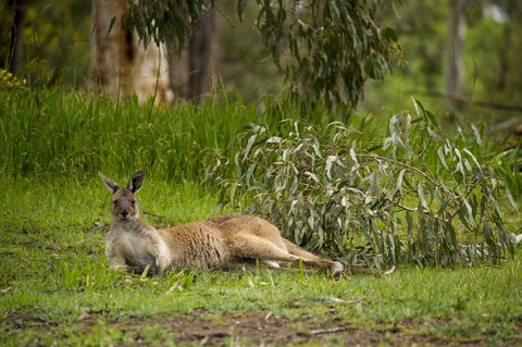 The Stirling Golf Club - Accommodation in Bendigo 0