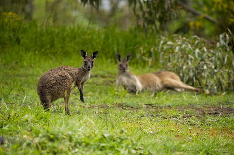 The Stirling Golf Club - Accommodation in Bendigo 2