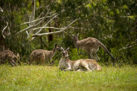 The Stirling Golf Club - Accommodation in Bendigo 1