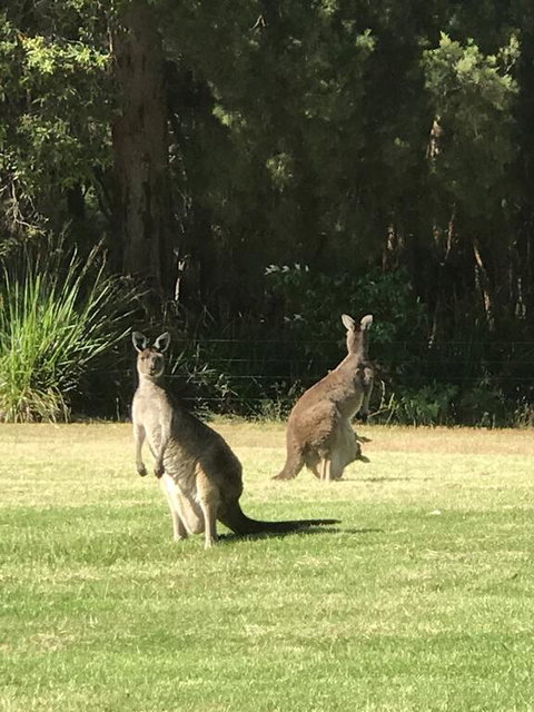 Tinglewood Cabins - Accommodation in Bendigo 2