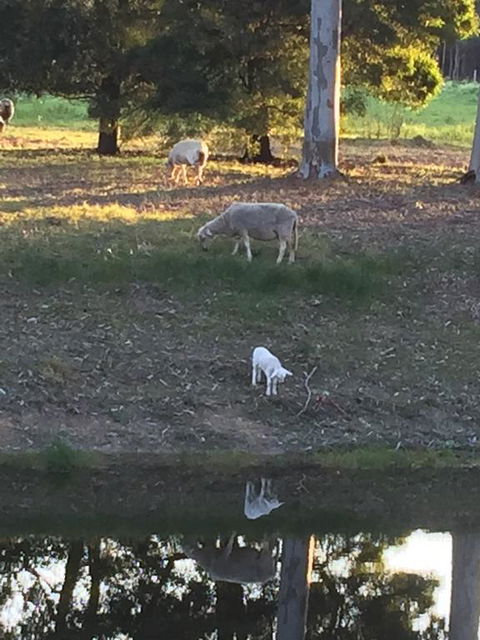 Tree Of Love Farm Stay - Accommodation in Bendigo 2