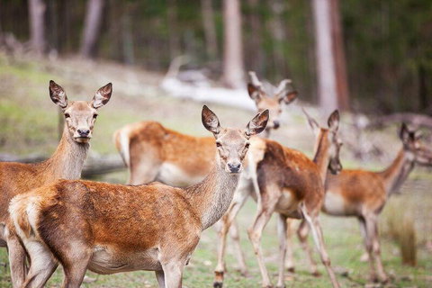 Villa Cervi Property - Accommodation in Bendigo 0