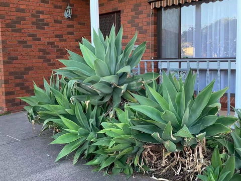 Vintage House In Bentleigh East - Accommodation in Bendigo 1