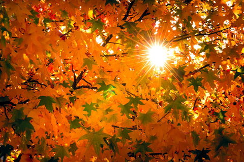 Alpine Aspects - Accommodation in Bendigo 15