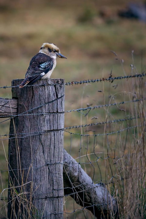 Alpine Aspects - Accommodation in Bendigo 12