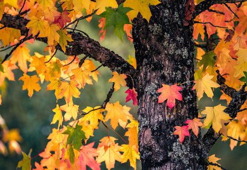 Alpine Aspects - Accommodation in Bendigo 27