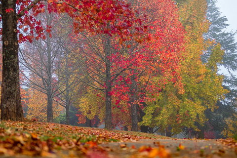 Alpine Aspects - Accommodation in Bendigo 2