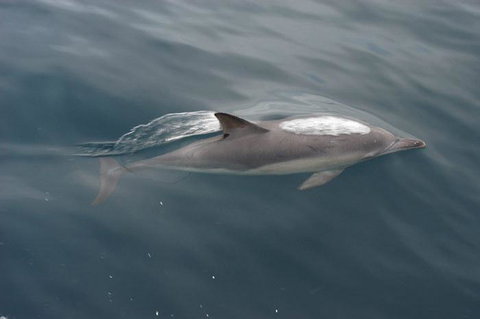 Cape Nelson Lighthouse - Accommodation in Bendigo 33