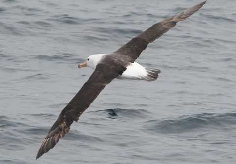Cape Nelson Lighthouse - Accommodation in Bendigo 36